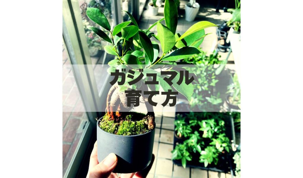ガジュマルの育て方