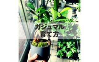 ガジュマルの育て方