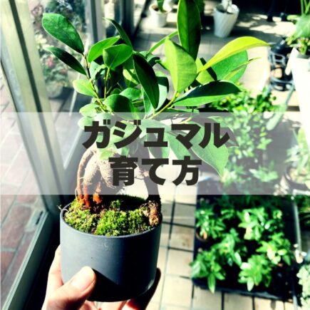 ガジュマルの育て方