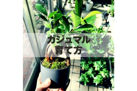 ガジュマルの育て方