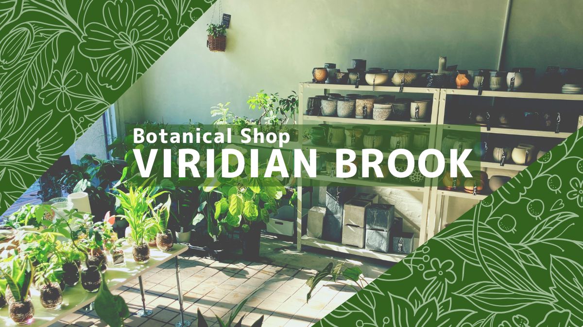 ビリジアンブルックブログ