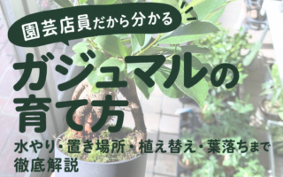 ガジュマルの育て方