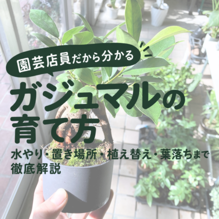 ガジュマルの育て方