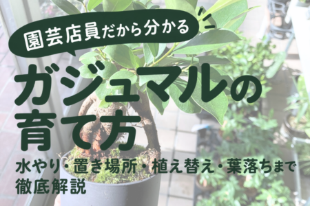 ガジュマルの育て方
