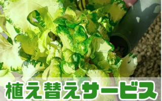 植え替えサービス