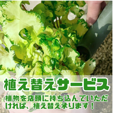 植え替えサービス
