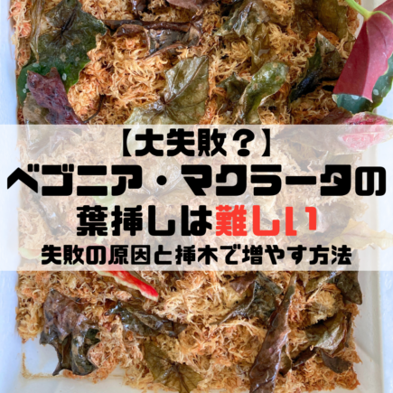 ベゴニアマクラータ葉挿し