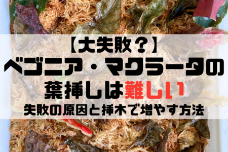 ベゴニアマクラータ葉挿し