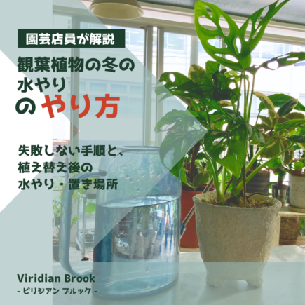 冬の水のやり方