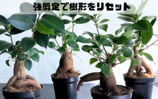 ガジュマルを丸坊主にして樹形を整える