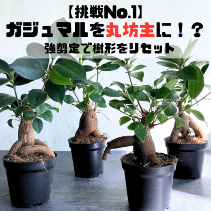 ガジュマルを丸坊主にして樹形を整える