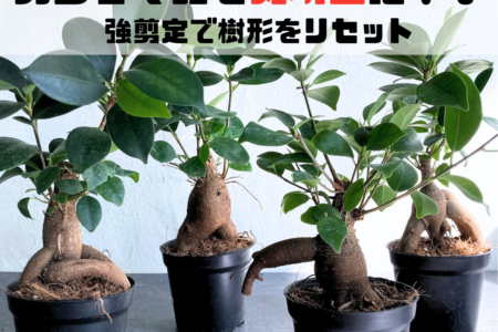 ガジュマルを丸坊主にして樹形を整える